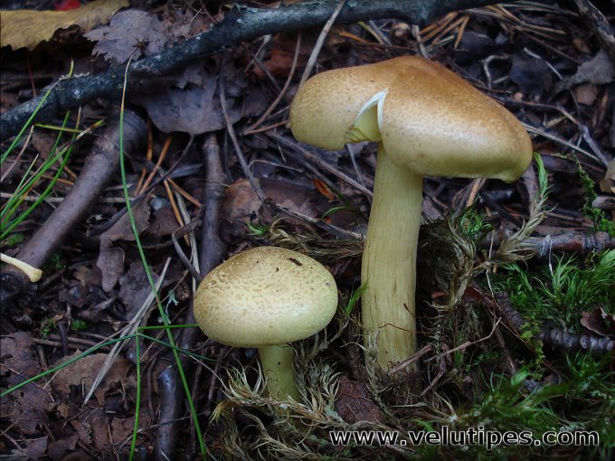 Tricholoma frondosae