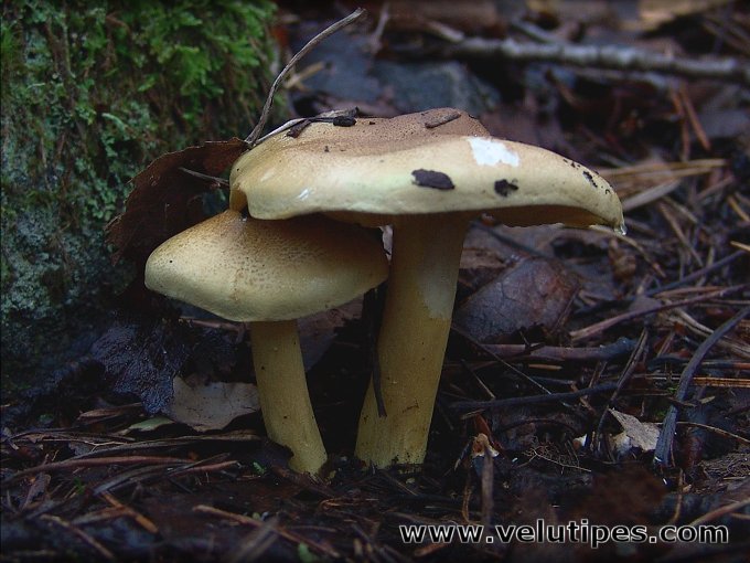 Tricholoma frondosae