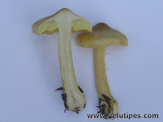 Tricholoma frondosae