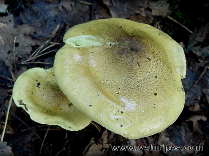 Tricholoma frondosae