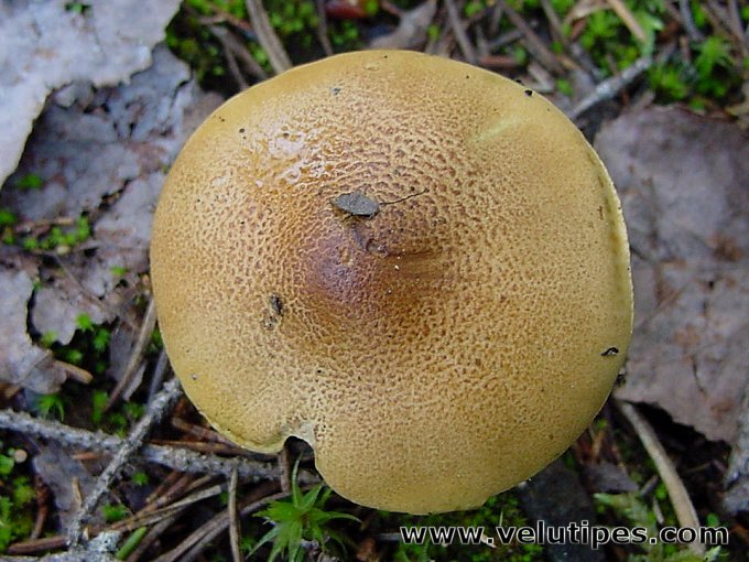 Tricholoma frondosae