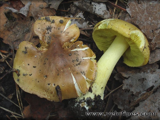 Tricholoma frondosae