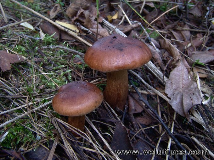 Tricholoma fulvum