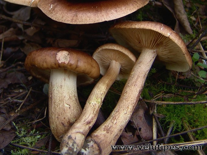 Tricholoma fulvum