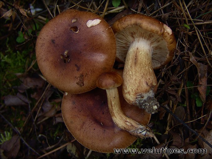 Tricholoma fulvum