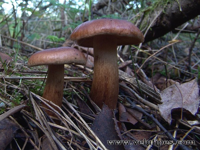 Tricholoma fulvum