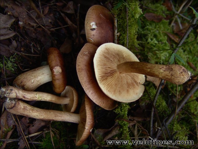 Tricholoma fulvum