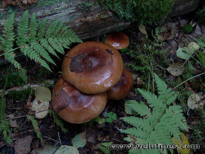 Tricholoma fulvum