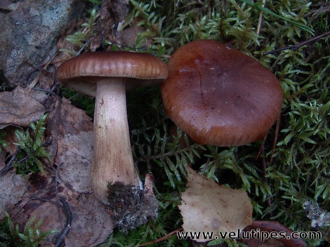 Tricholoma fulvum