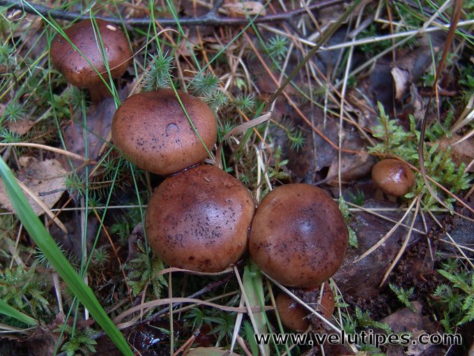 Tricholoma fulvum