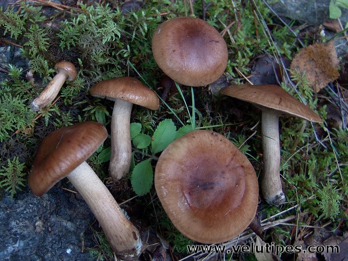 Tricholoma fulvum