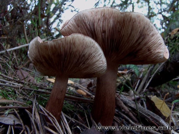 Tricholoma fulvum