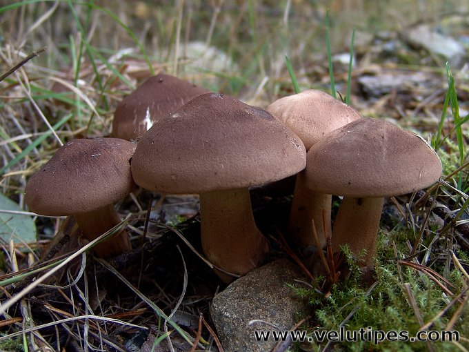 Tricholoma imbricatum