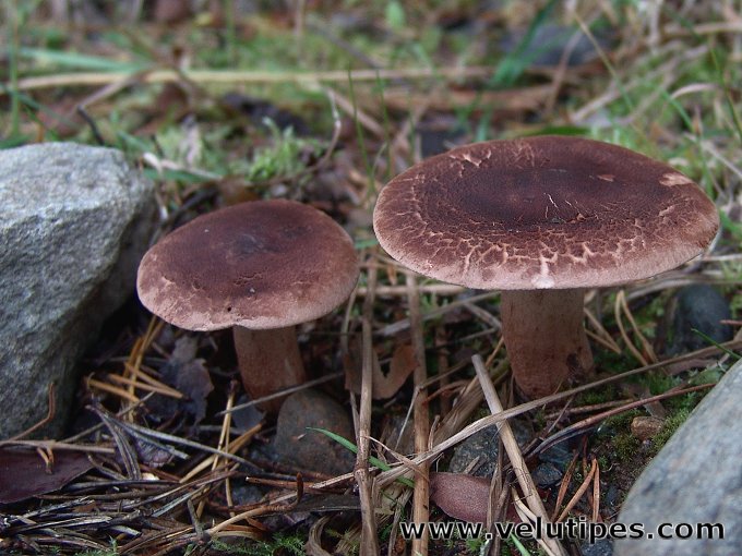 Tricholoma imbricatum