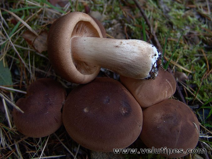 Tricholoma imbricatum