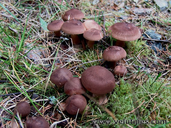 Tricholoma imbricatum