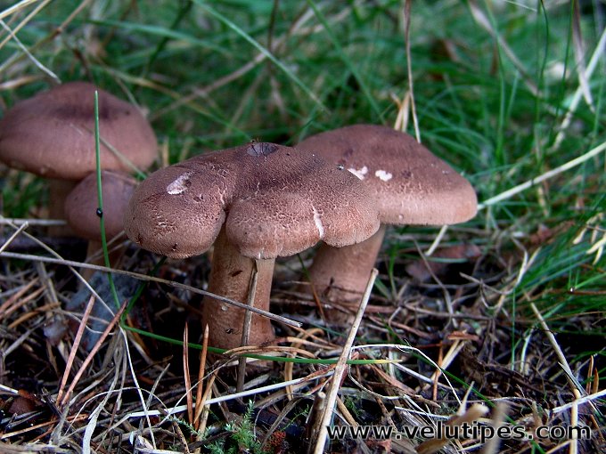 Tricholoma imbricatum
