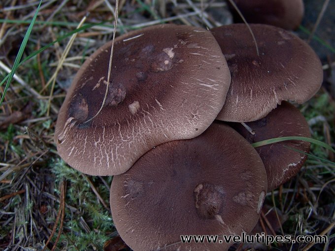 Tricholoma imbricatum