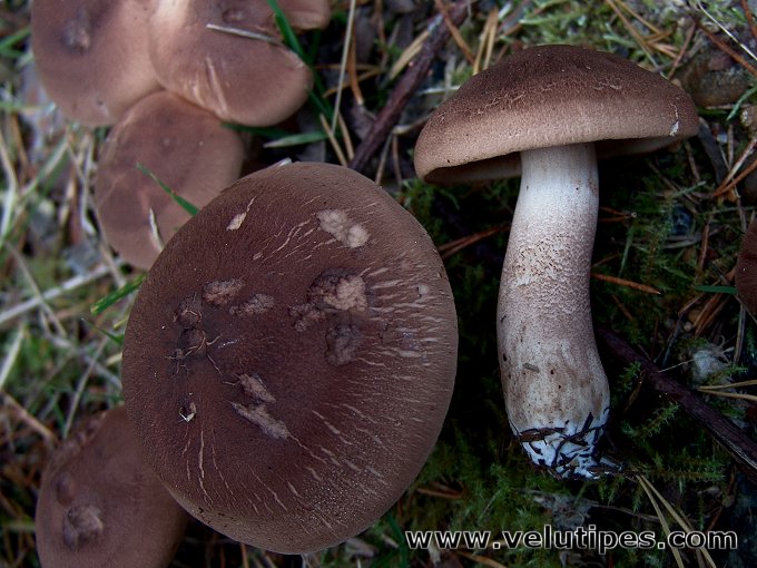 Tricholoma imbricatum