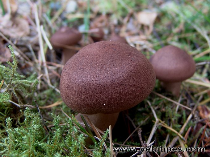 Tricholoma imbricatum