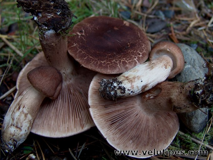 Tricholoma imbricatum