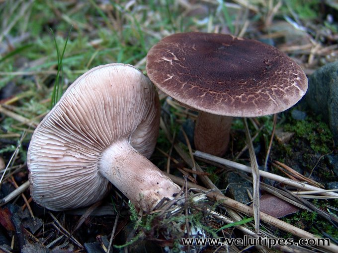 Tricholoma imbricatum