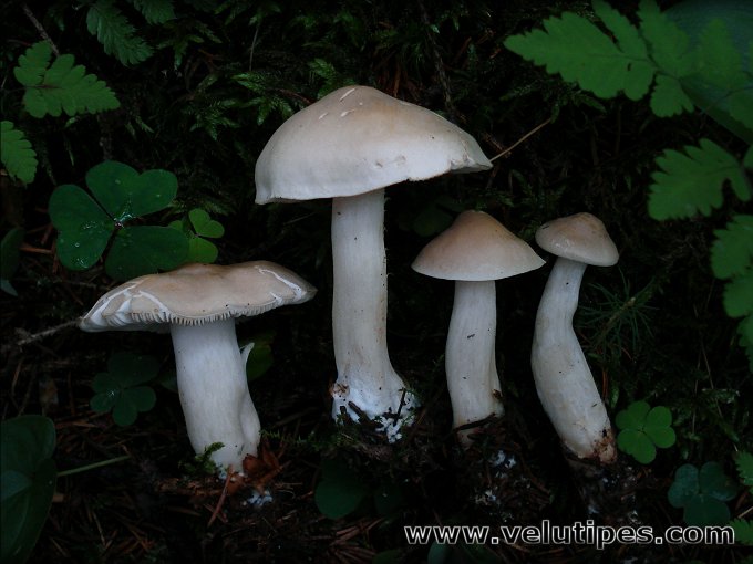 Tricholoma inamoenum