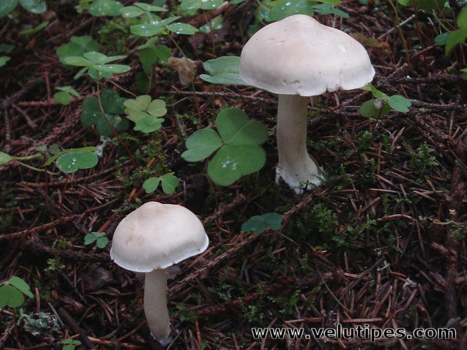 Tricholoma inamoenum