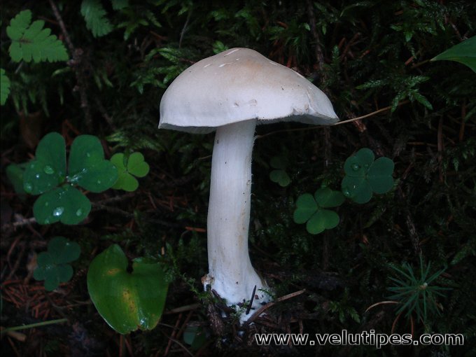 Tricholoma inamoenum