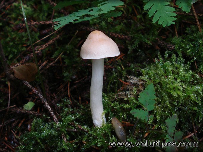 Tricholoma inamoenum