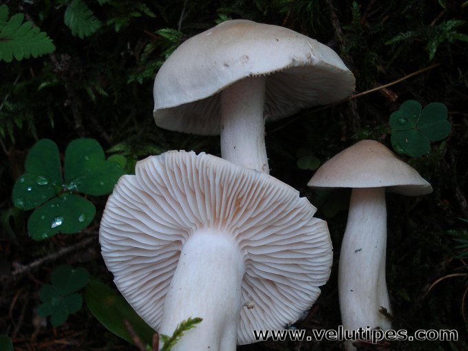 Tricholoma inamoenum