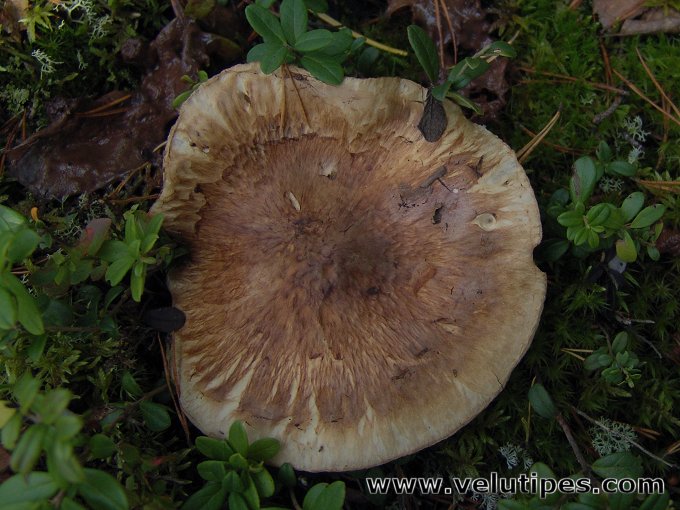 Tricholoma matsutake