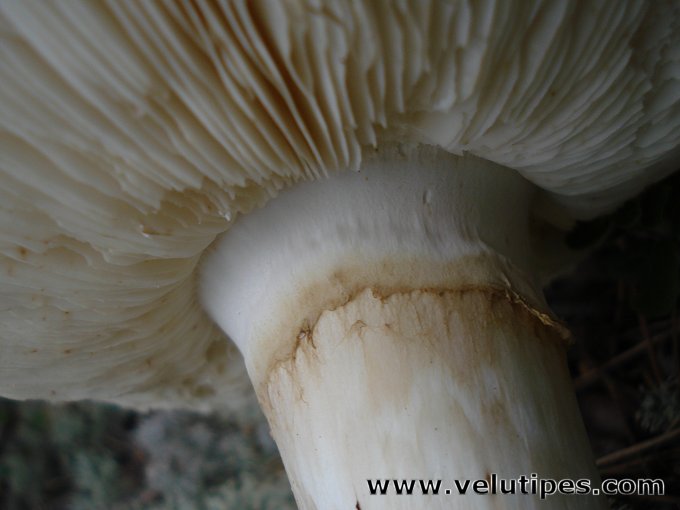 Tricholoma matsutake