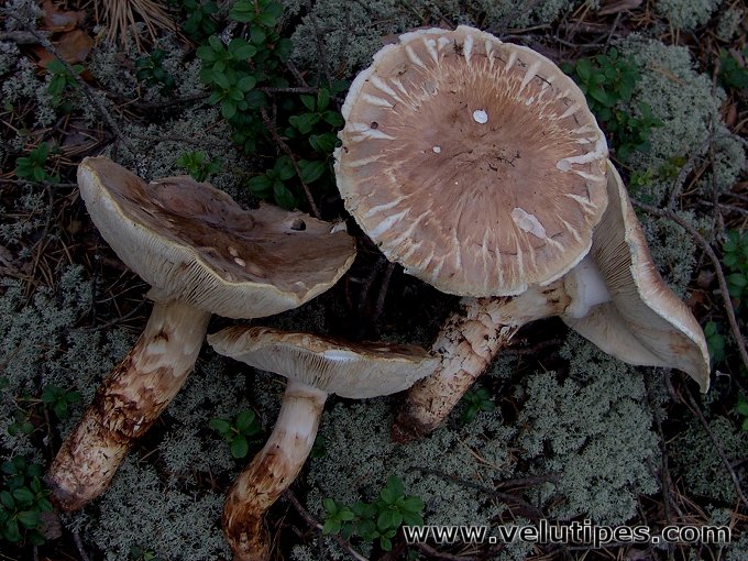 Tricholoma matsutake, tuoksuvalmuska Natural Fungi in Finland
