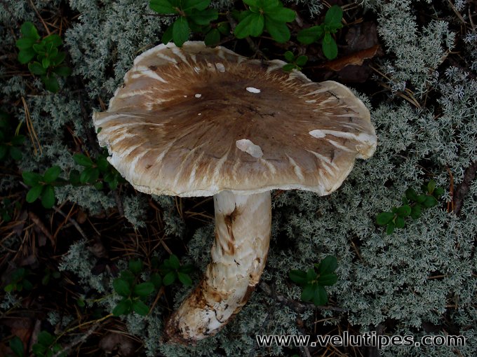 Tricholoma matsutake