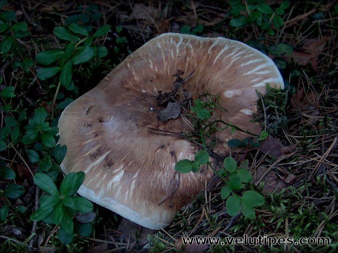 Tricholoma matsutake