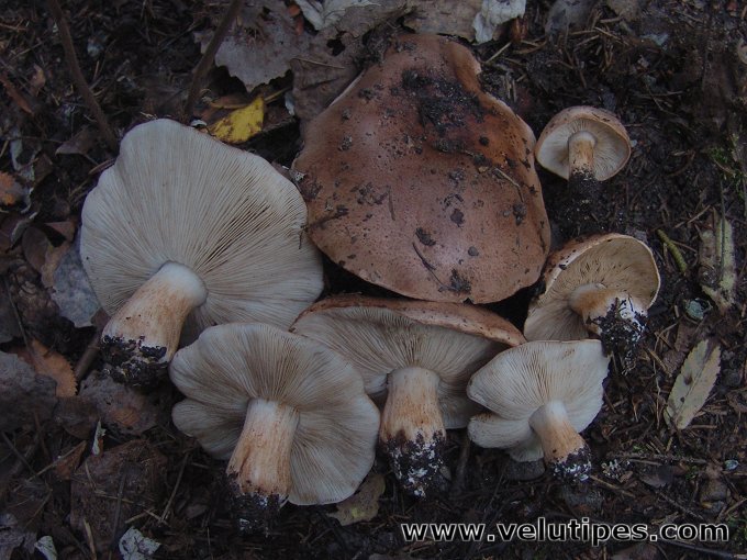 Tricholoma populinum
