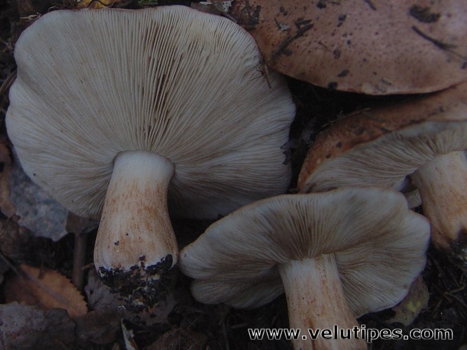 Tricholoma populinum