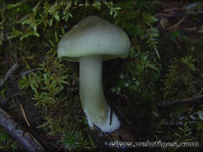 Tricholoma saponaceum