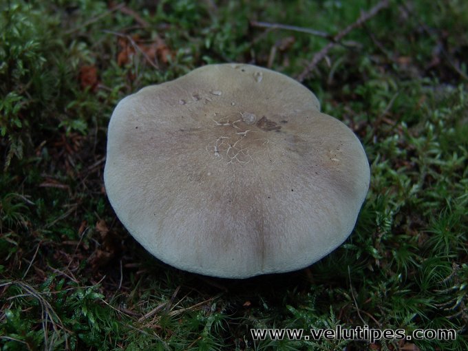 Tricholoma saponaceum