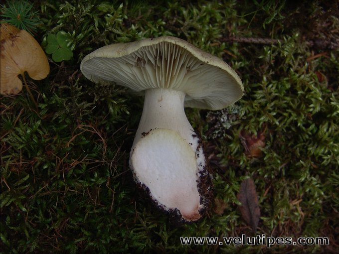Tricholoma saponaceum