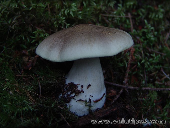 Tricholoma saponaceum