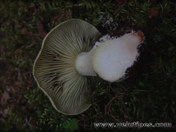 Tricholoma saponaceum