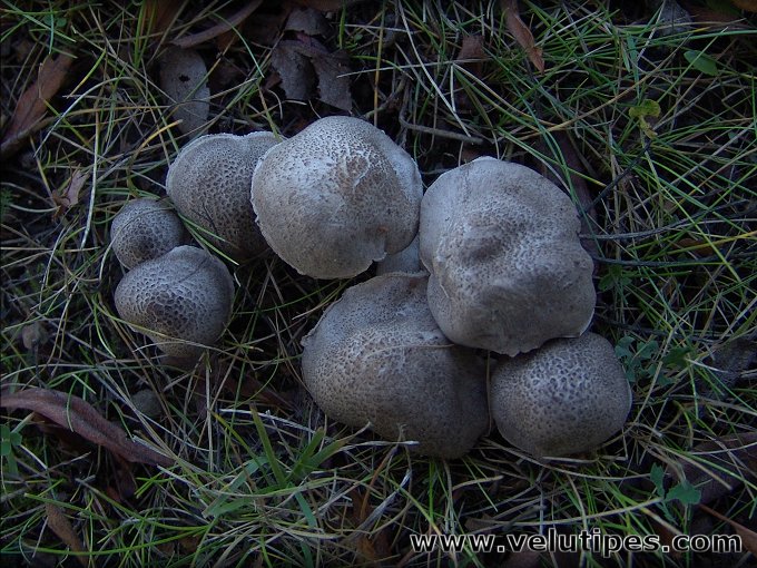 Tricholoma scalpturatum
