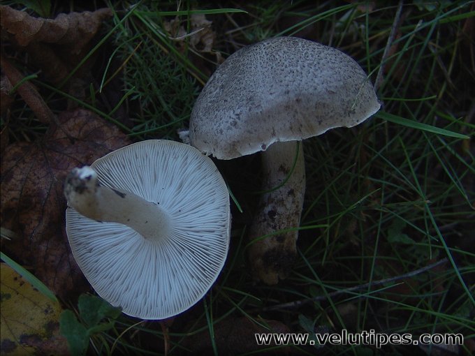 Tricholoma scalpturatum