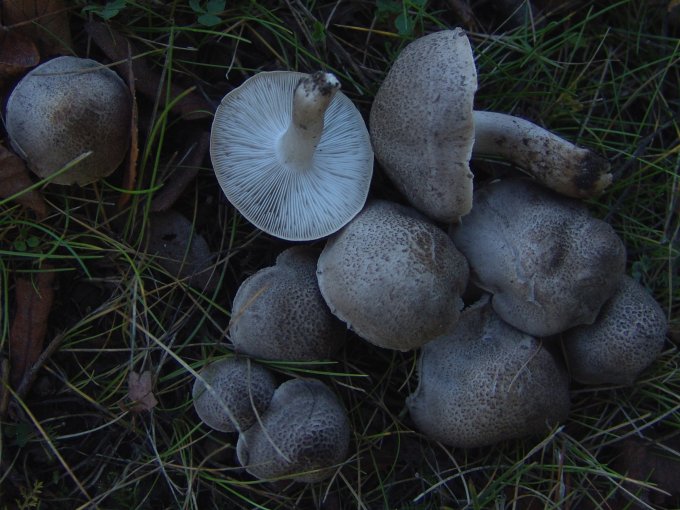 Tricholoma scalpturatum