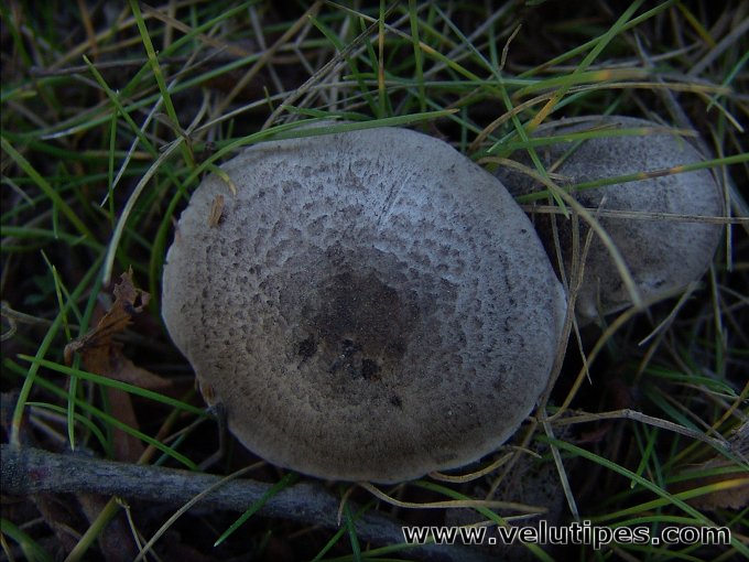 Tricholoma scalpturatum
