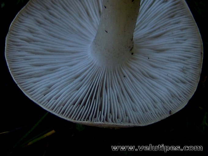 Tricholoma scalpturatum