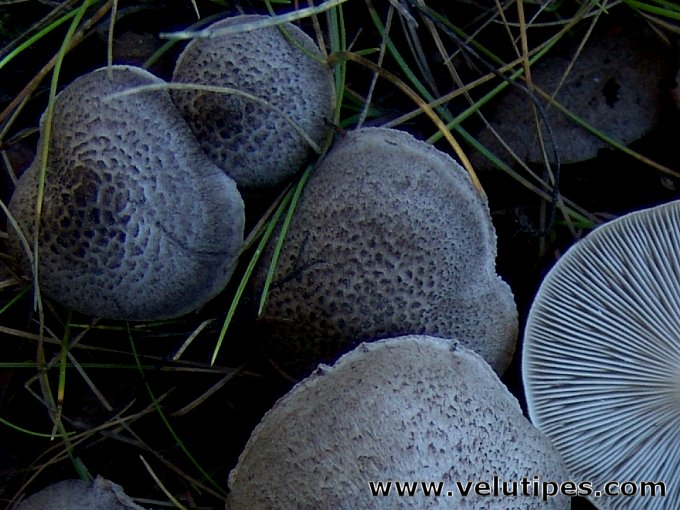Tricholoma scalpturatum
