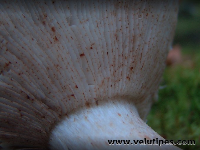 Tricholoma stans